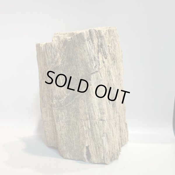 画像2: 珪化木 (2)