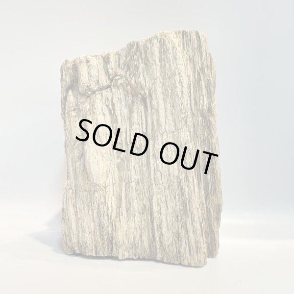 画像3: 珪化木 (3)