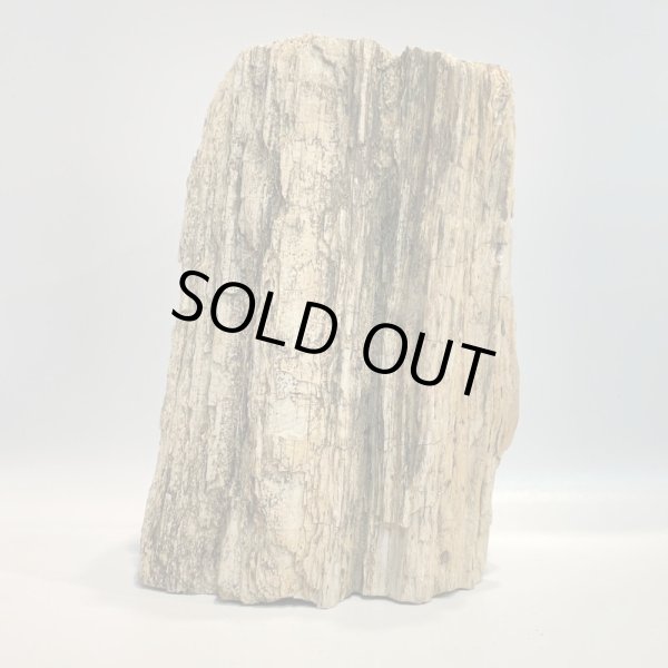 画像4: 珪化木 (4)