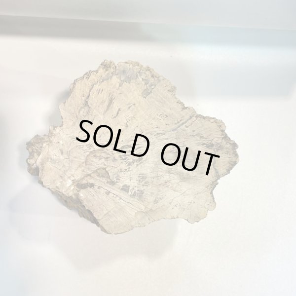 画像5: 珪化木 (5)