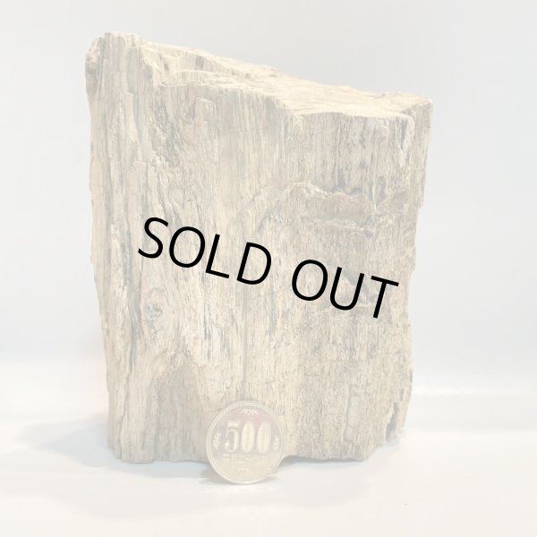 画像6: 珪化木 (6)