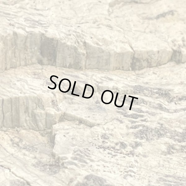 画像7: 珪化木 (7)