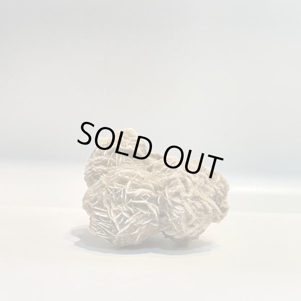 画像5: デザートローズ (5)