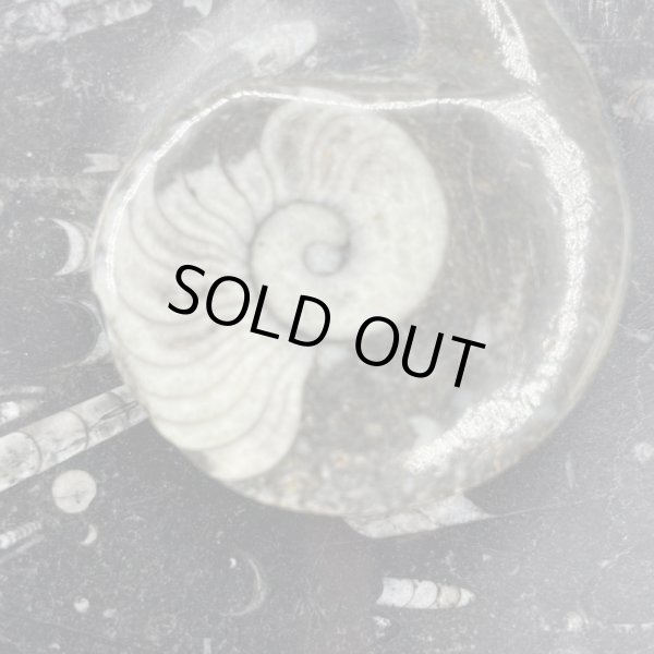 画像2: アンモナイト・プレート (2)