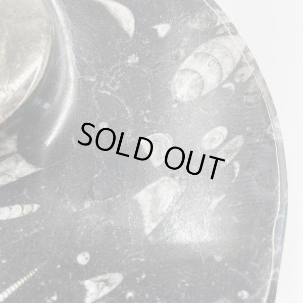 画像3: アンモナイト・プレート (3)