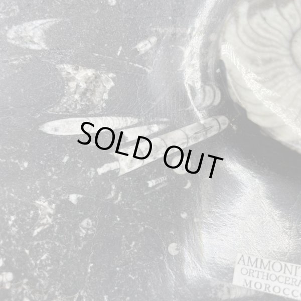 画像4: アンモナイト・プレート (4)