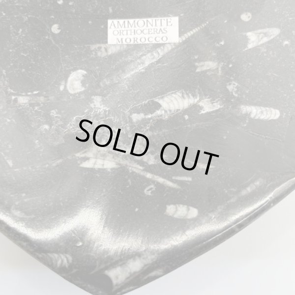 画像5: アンモナイト・プレート (5)