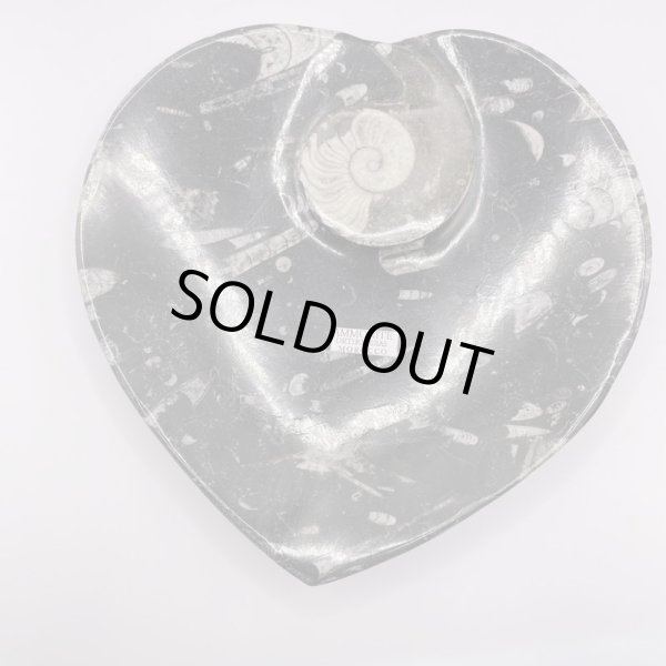 画像6: アンモナイト・プレート (6)