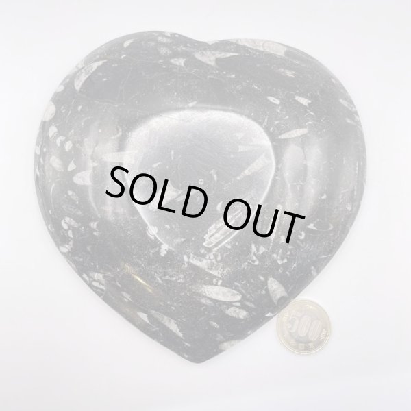 画像8: アンモナイト・プレート (8)