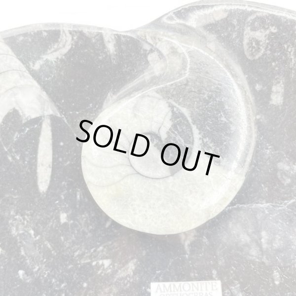 画像2: アンモナイト・プレート (2)