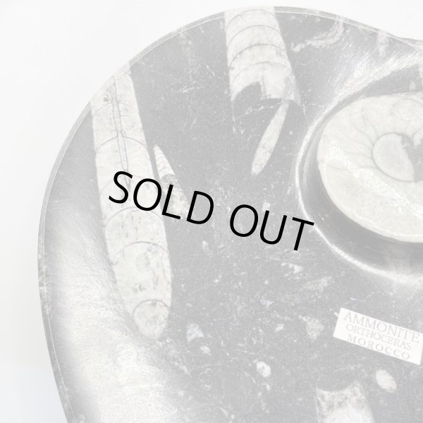 画像3: アンモナイト・プレート (3)