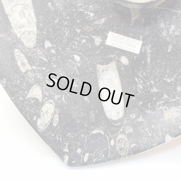 画像4: アンモナイト・プレート (4)