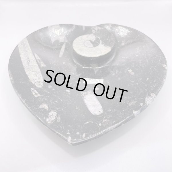 画像5: アンモナイト・プレート (5)