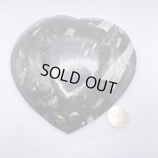 画像7: アンモナイト・プレート (7)