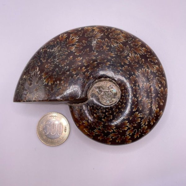 画像7: アンモナイト (7)