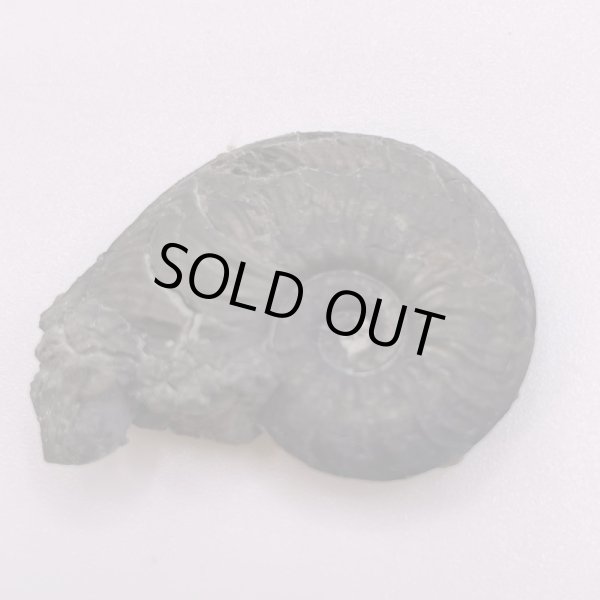 画像2: アンモナイト (2)