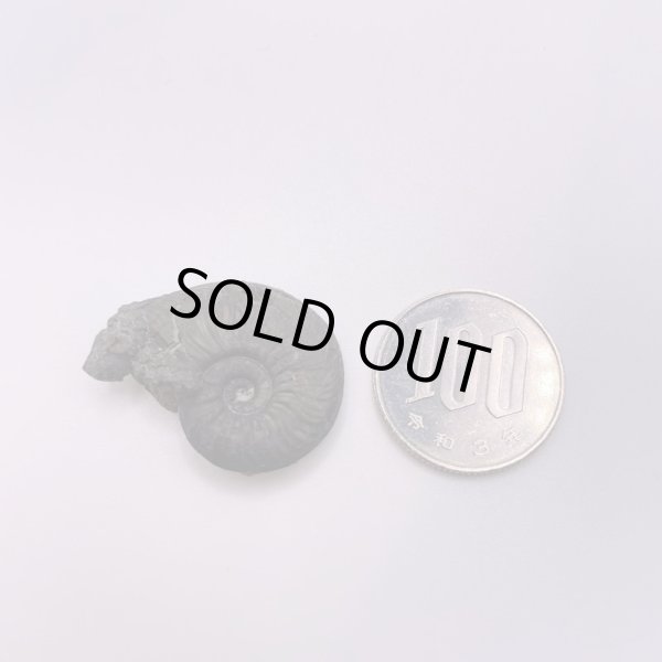 画像3: アンモナイト (3)