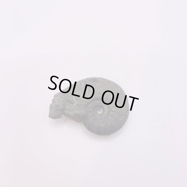 画像4: アンモナイト (4)