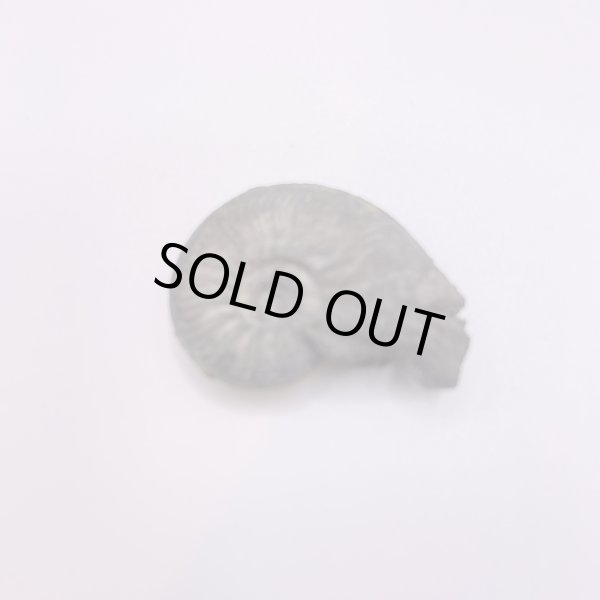 画像5: アンモナイト (5)