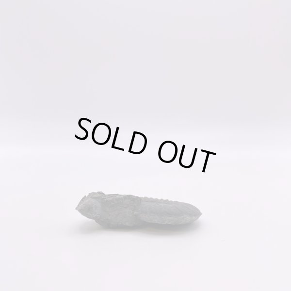 画像7: アンモナイト (7)