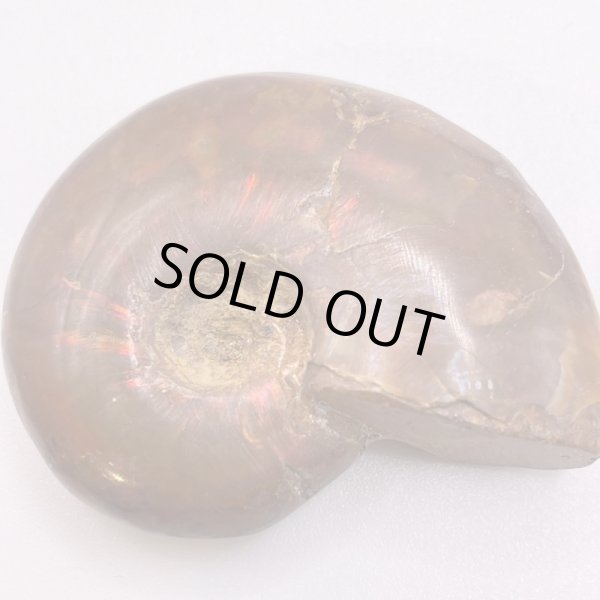 画像2: アンモナイト (2)