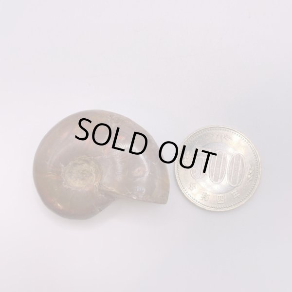 画像3: アンモナイト (3)