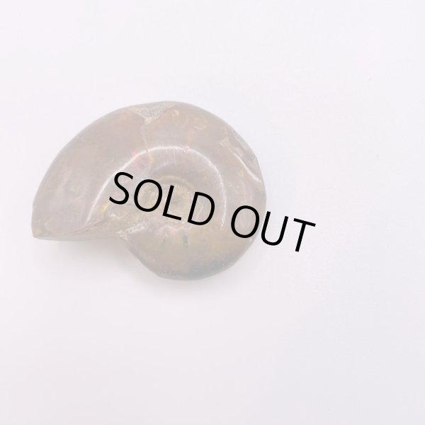 画像6: アンモナイト (6)