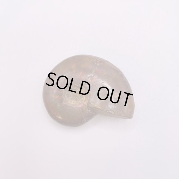 画像7: アンモナイト (7)