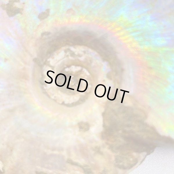 画像1: アンモナイト (1)