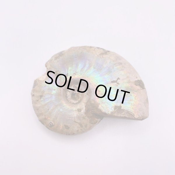 画像2: アンモナイト (2)