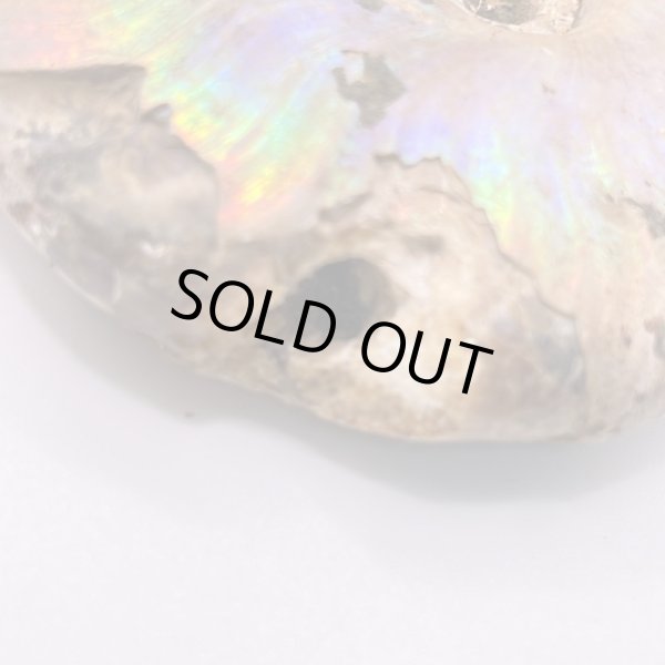 画像3: アンモナイト (3)