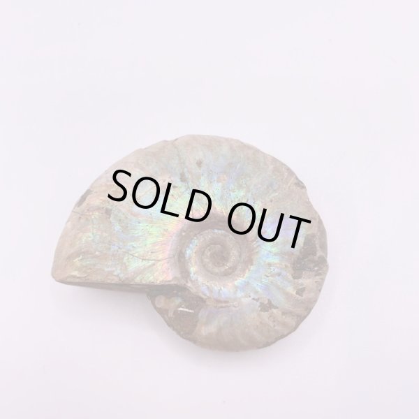 画像4: アンモナイト (4)