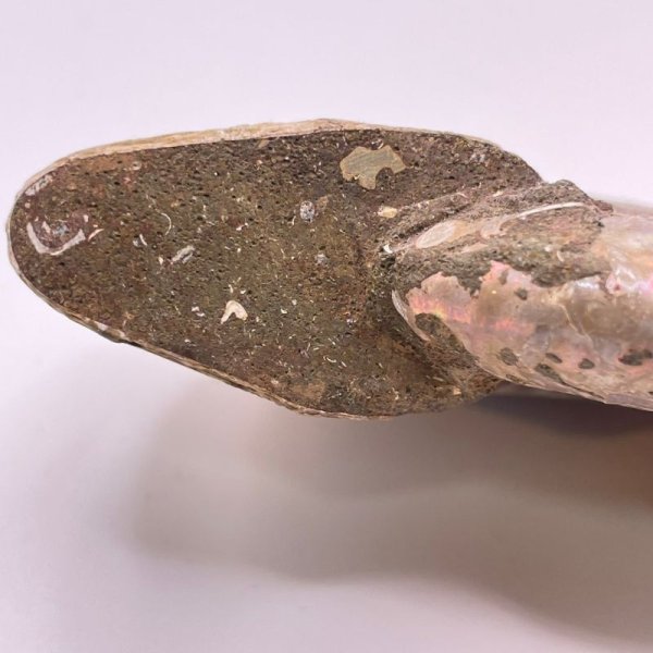 画像6: アンモナイト (6)