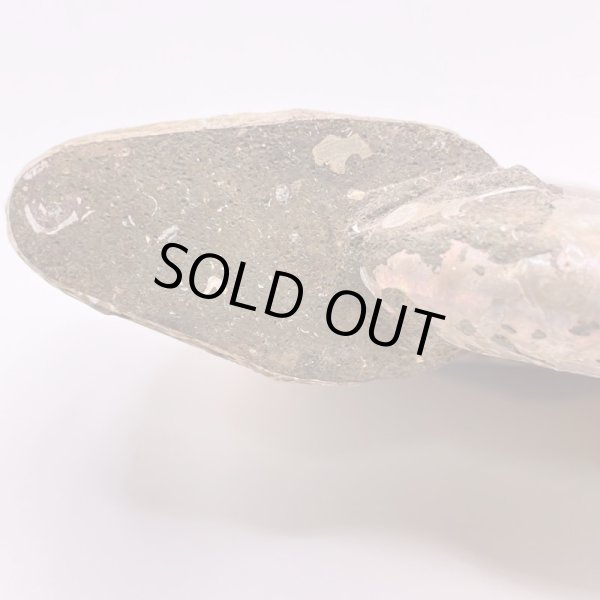 画像6: アンモナイト (6)