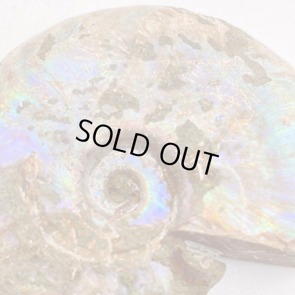 画像1: アンモナイト (1)