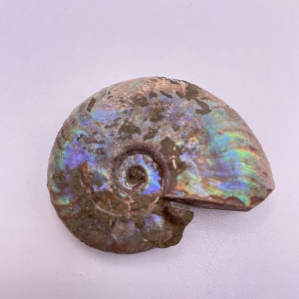 画像2: アンモナイト (2)