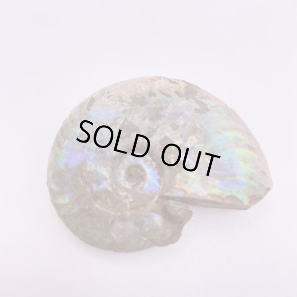 画像2: アンモナイト (2)