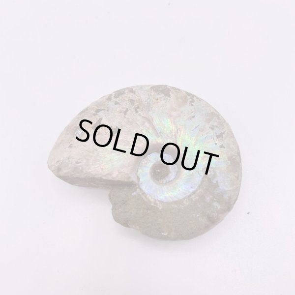 画像3: アンモナイト (3)