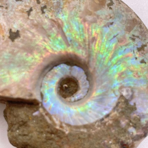 画像4: アンモナイト (4)