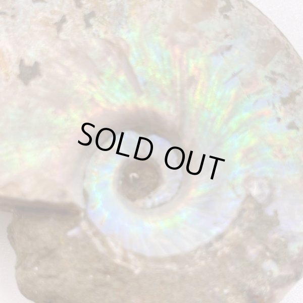 画像4: アンモナイト (4)