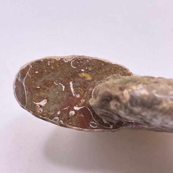 画像5: アンモナイト (5)