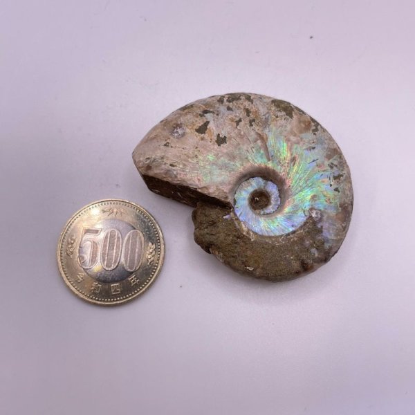 画像6: アンモナイト (6)