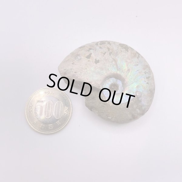 画像6: アンモナイト (6)