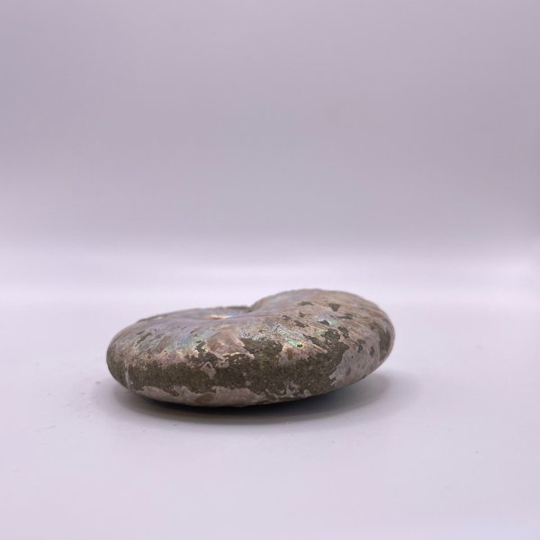 画像7: アンモナイト (7)