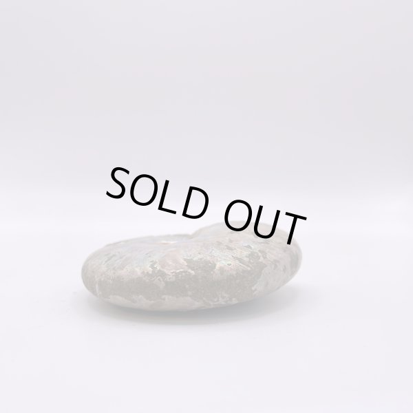 画像7: アンモナイト (7)