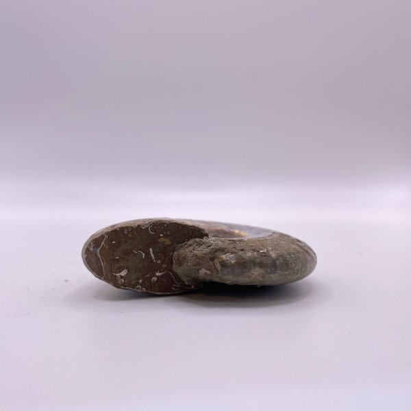 画像8: アンモナイト (8)