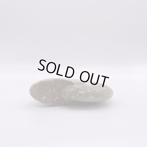 画像8: アンモナイト (8)