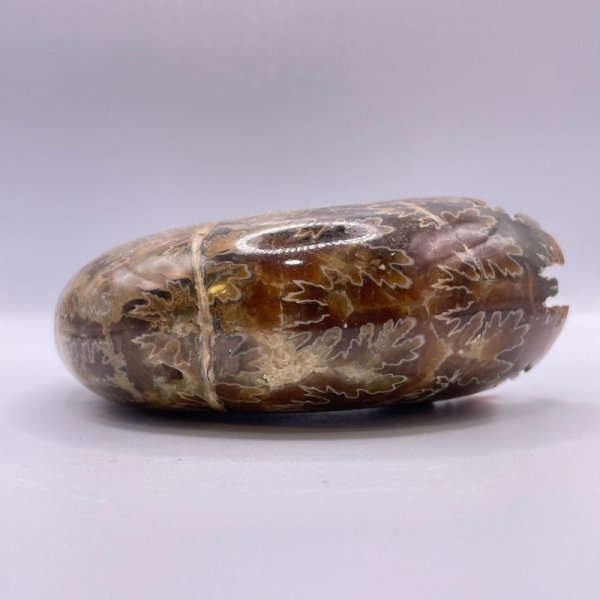 画像7: アンモナイト (7)