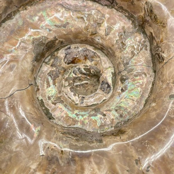 画像2: アンモナイト (2)