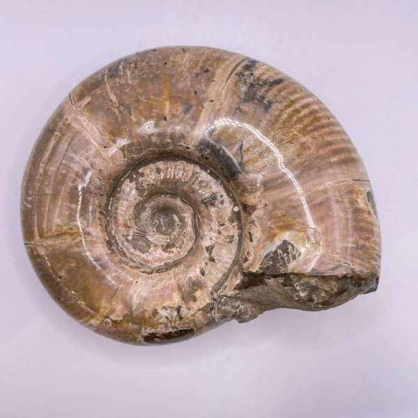 画像4: アンモナイト (4)